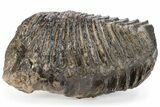 Fossil Woolly Mammoth Lower M Molar - Siberia #238759-2